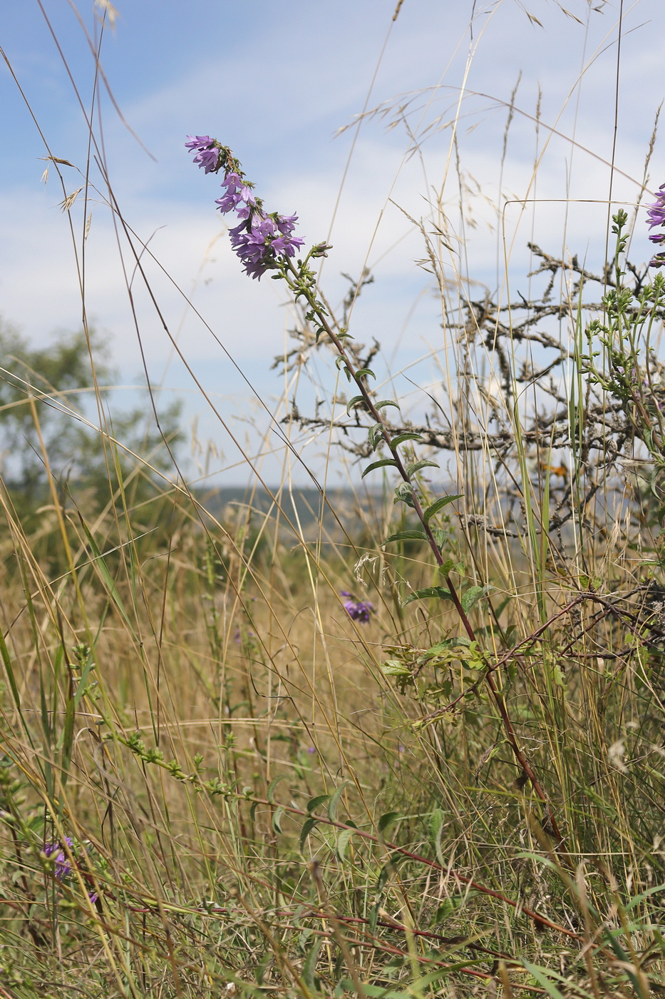 Image of Campanula ruthenica specimen.