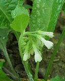 Symphytum grandiflorum. Соцветие. Краснодарский край, муниципальное образование город-курорт Сочи, Адлерский р-н, Кудепстинский сельский округ, окр. пос. Дубравный, Кудепстинский дендропарк, широколиственный лес. 05.07.2024.
