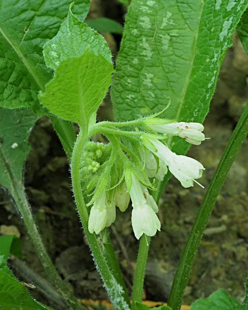 Изображение особи Symphytum grandiflorum.
