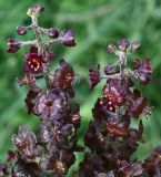 Veratrum nigrum. Часть соцветия. Тульская обл., Заокский р-н, памятник природы Зелёная зона дер. о. Велегож, лесная опушка. 09.08.2026.