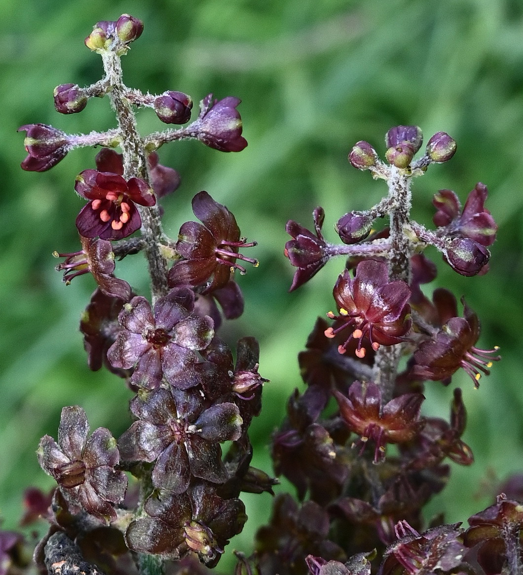Image of Veratrum nigrum specimen.