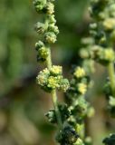 View full-size image Cyclachaena xanthiifolia