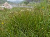 род Carex