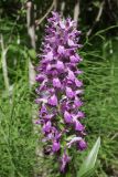 Dactylorhiza umbrosa. Соцветие. Таджикистан, Согдийская обл., Айнинский р-н; Памиро-Алай, Фанские горы, побережье оз. Искандеркуль, дол. р. Сарытаг, ≈ 2290 м н.у.м., лиственный пойменный лес. 25 июня 2026 г.
