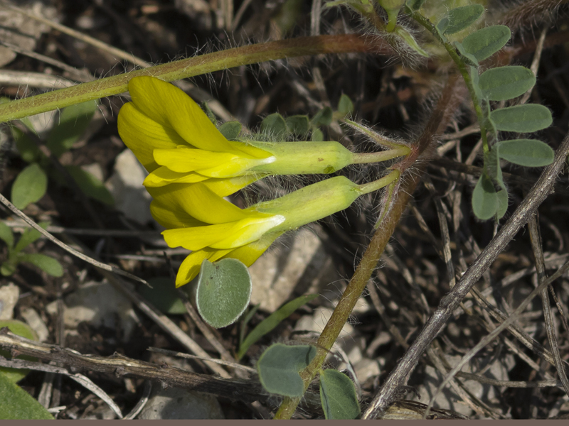 Image of Astragalus wolgensis specimen.