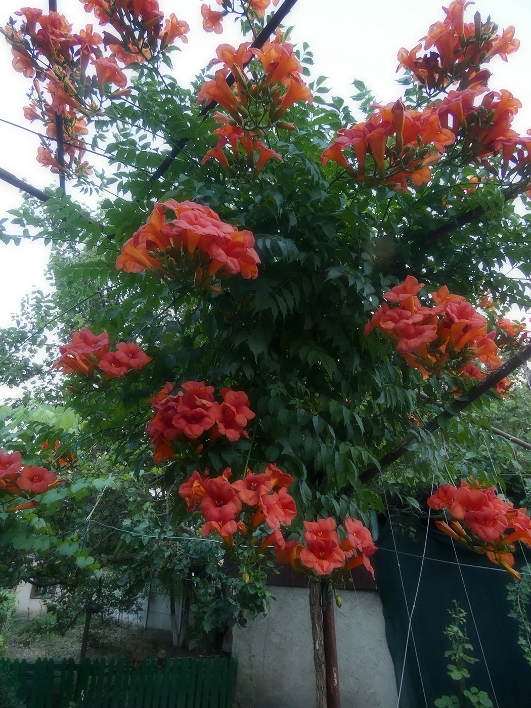 Image of Campsis radicans specimen.