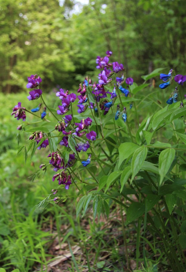 Изображение особи Lathyrus vernus.