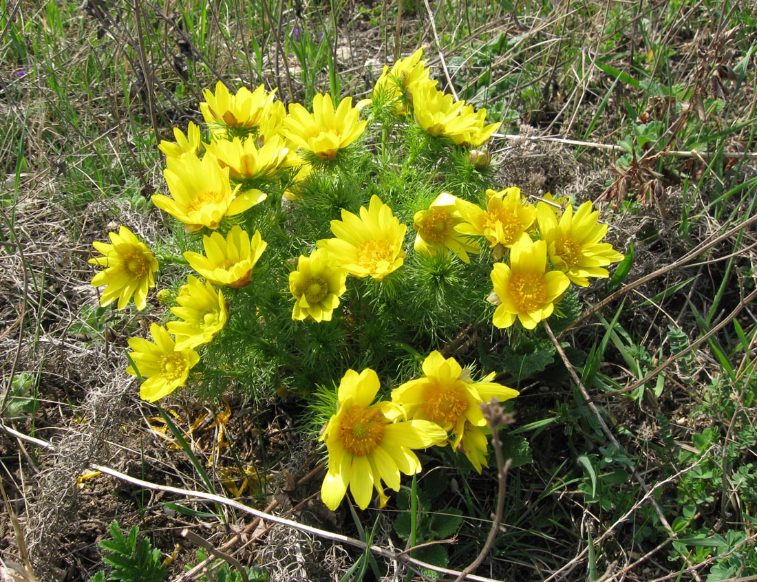 Image of Adonis vernalis specimen.