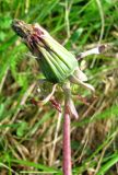 Taraxacum marklundii. Отцветшее соцветие. Ярославская обл., Брейтовский р-н, с. Горинское, берег р. Себла. 30.05.2010.