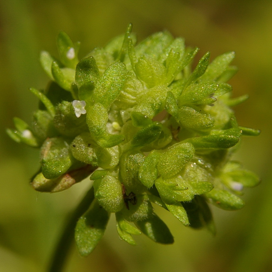 Image of Valerianella locusta specimen.