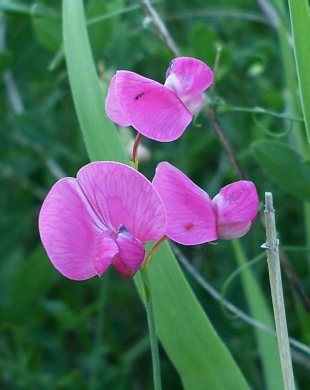 Image of Lathyrus tuberosus specimen.