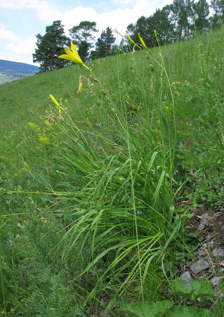 Image of Hemerocallis minor specimen.