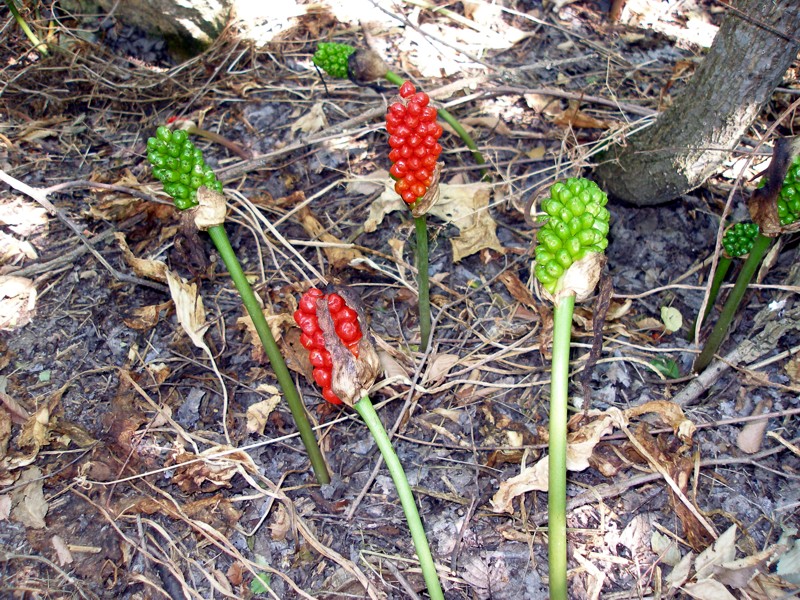 Image of Arum elongatum specimen.