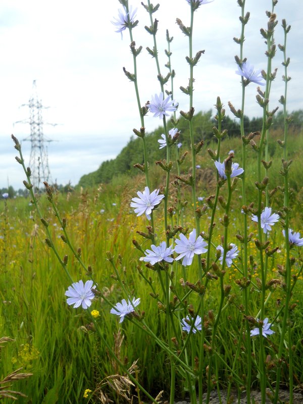 Image of Cichorium intybus specimen.