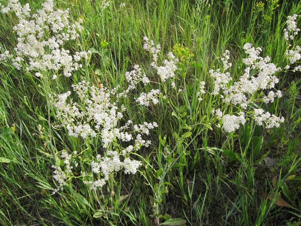 Image of Lepidium latifolium specimen.