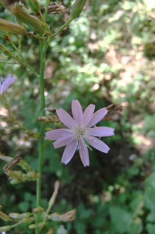 Image of Cicerbita prenanthoides specimen.