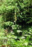 Digitalis grandiflora