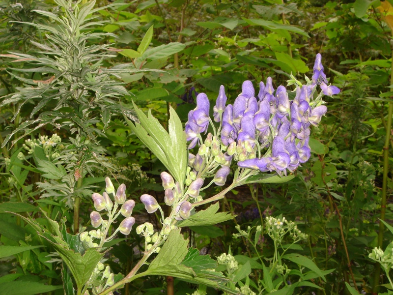 Image of Aconitum kunasilense specimen.