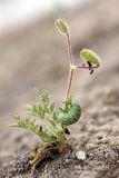 Erodium cicutarium