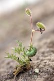 Erodium cicutarium. Отцветающее растение с кормящейся гусеницей. Таджикистан, заповедник \"Тигровая балка\", кордон \"Дарё-Куль\". 16.04.2011.
