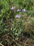 Lactuca tatarica. Цветущее растение. Ростовская обл., дельта Дона, Подазовье. 3 июля 2011 г.