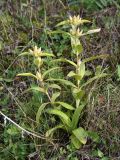 Gentiana cruciata. Плодоносящее растение. Ленинградская обл., Ломоносовский р-н, Кирхгофские высоты, луг на известняке. 25.09.2011.