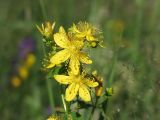 Hypericum maculatum. Соцветие. Московская обл., Раменский р-н, Хрипань, луг. 07.07.2001.