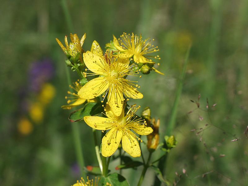 Изображение особи Hypericum maculatum.