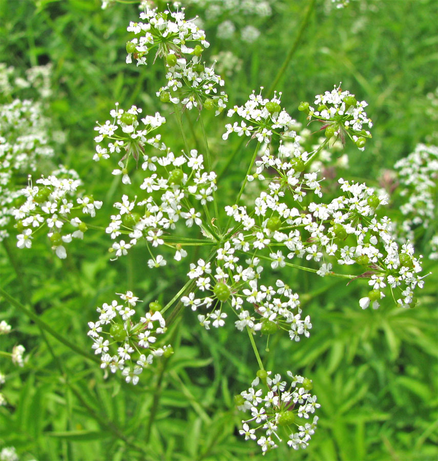 Изображение особи Chaerophyllum aromaticum.