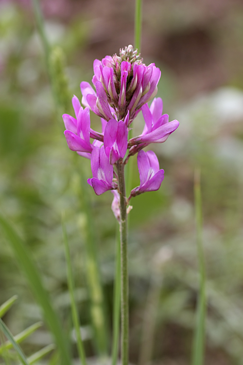 Image of familia Fabaceae specimen.