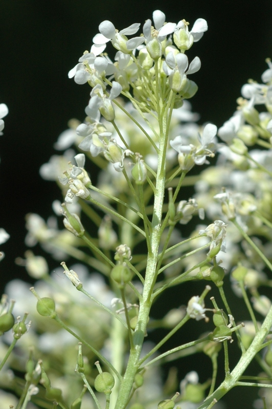 Изображение особи Cardaria repens.