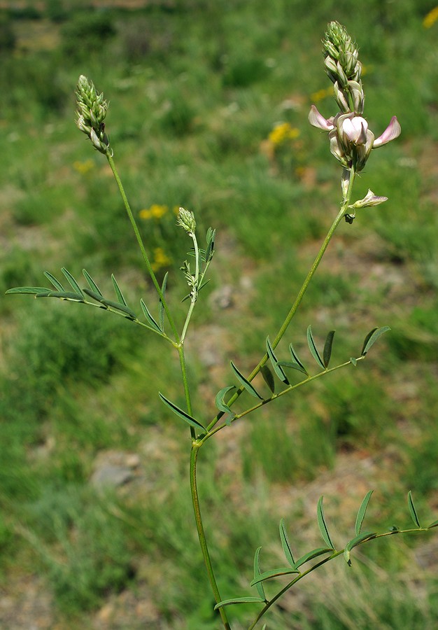 Image of Hedysarum taschkendicum specimen.