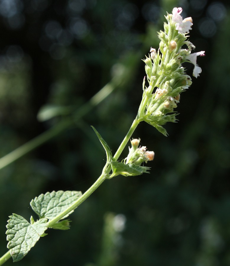 Image of Nepeta cataria specimen.