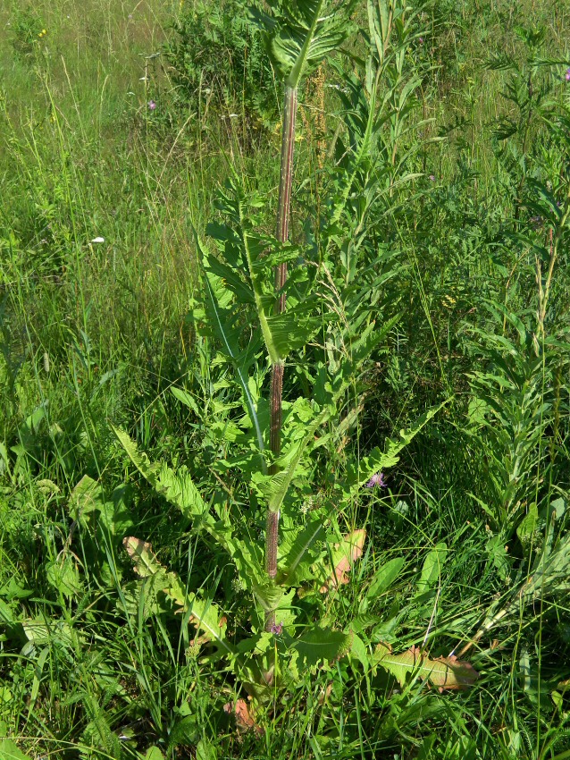 Изображение особи Dipsacus laciniatus.