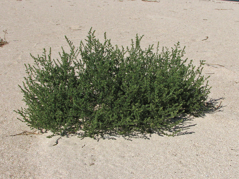 Image of Salsola pontica specimen.