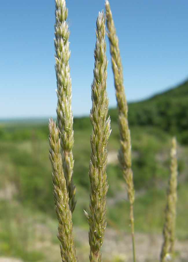 Image of Koeleria luerssenii specimen.