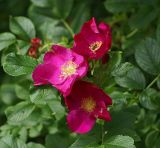 Rosa rugosa. Цветки на конце побега. Московская обл., Раменский р-н, окр. дер. Хрипань, дачный участок. 10.07.2007.