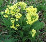 Primula elatior