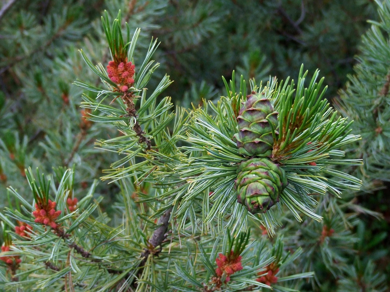 Image of Pinus pumila specimen.