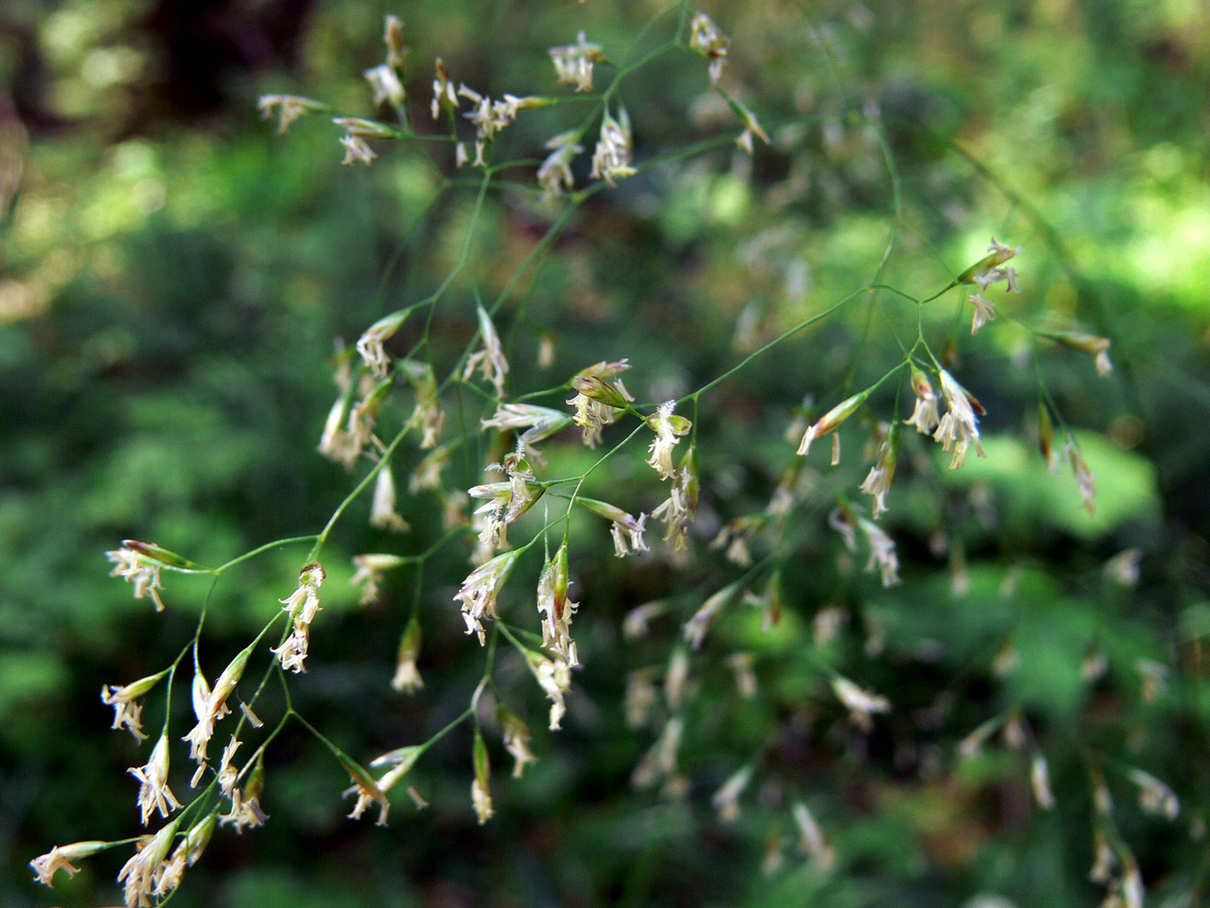 Изображение особи Deschampsia cespitosa.