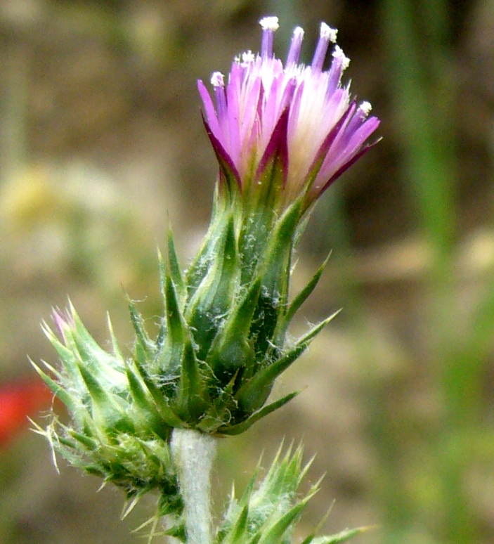 Image of Carduus nikitinii specimen.