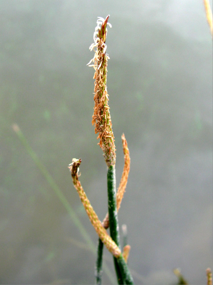 Image of genus Eleocharis specimen.