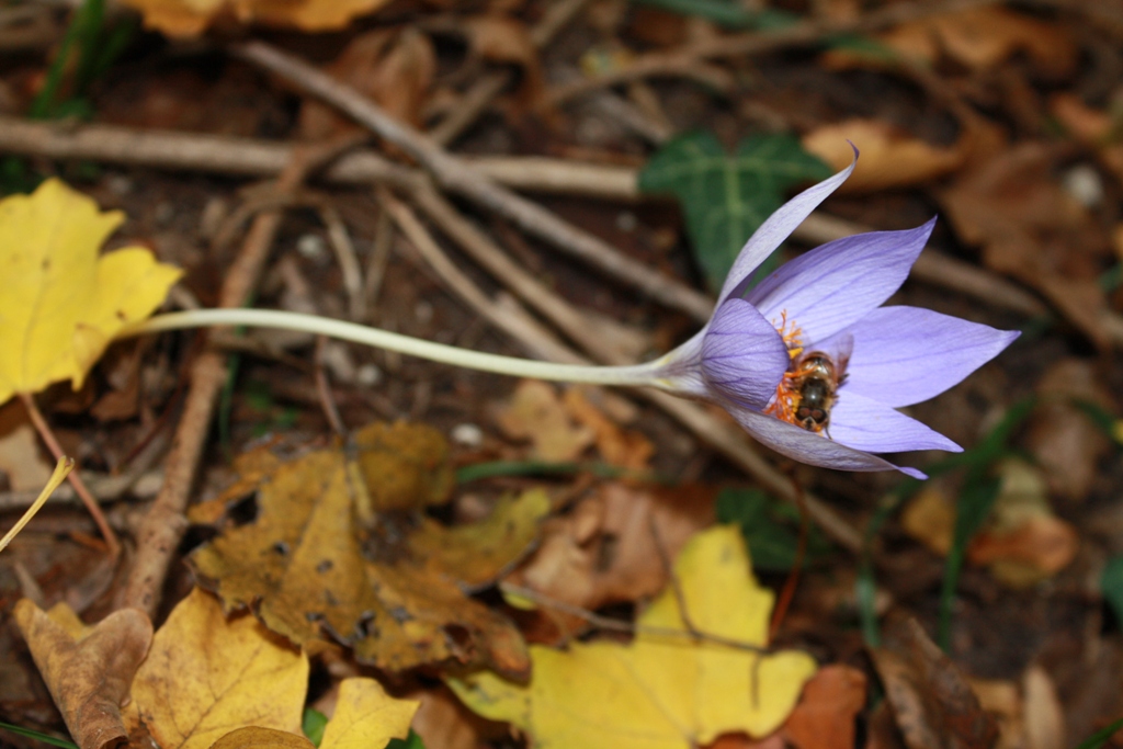 Image of Crocus speciosus specimen.