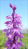 Orchis mascula. Верхушка соцветия. Черноморское побережье Кавказа, Новороссийск, окр. Суджукской лагуны, Дендропарк. Вторая половина апреля 2010 г.