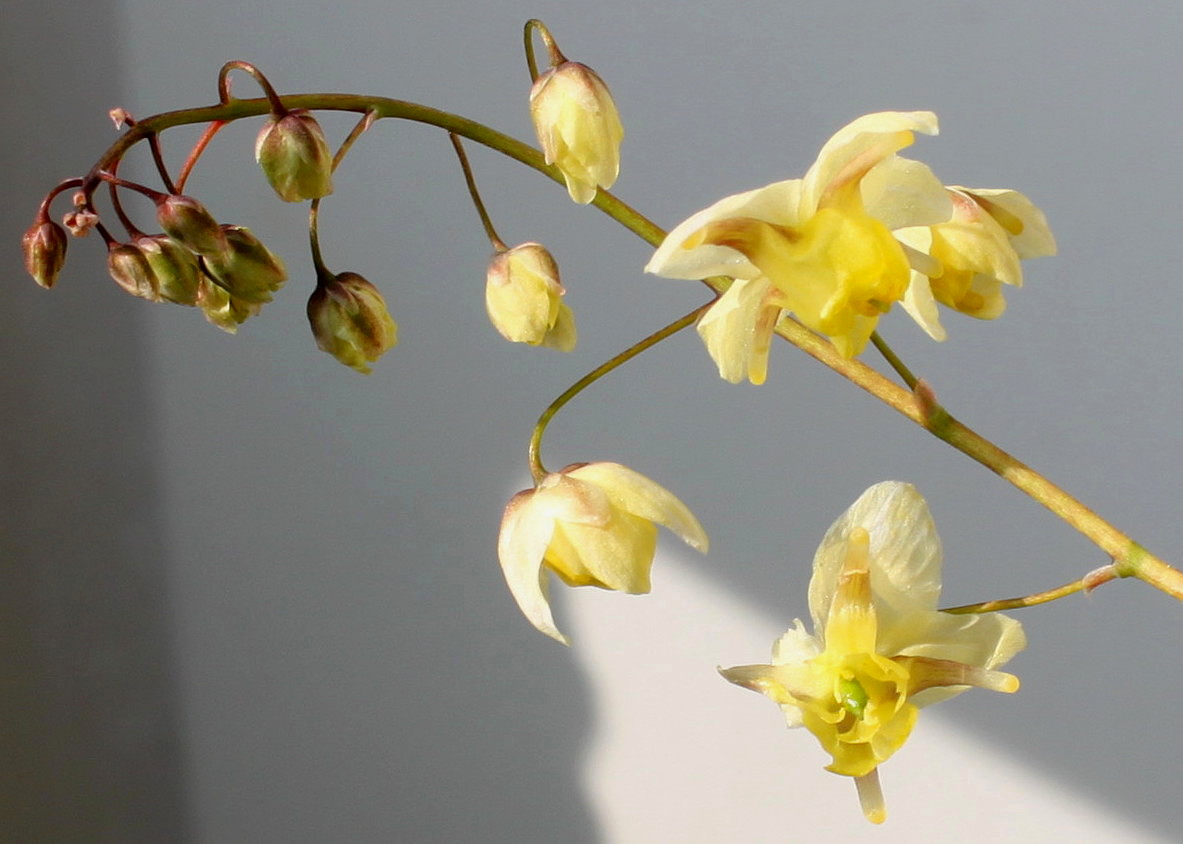 Image of Epimedium × versicolor specimen.