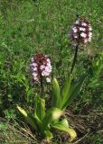 Orchis purpurea. Цветущие растения. Крым, окр. с. Перевальное, урочище Аян. 11 мая 2012 г.