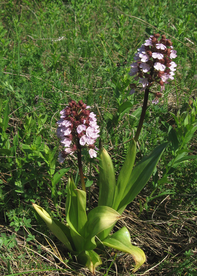 Изображение особи Orchis purpurea.