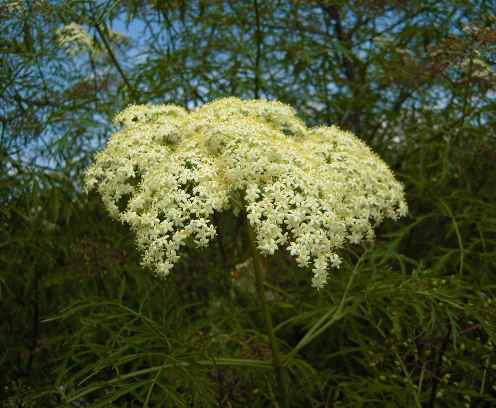 Image of Sambucus nigra f. laciniata specimen.