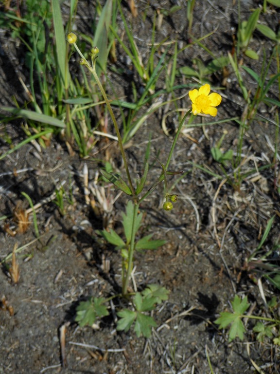 Изображение особи Ranunculus japonicus.