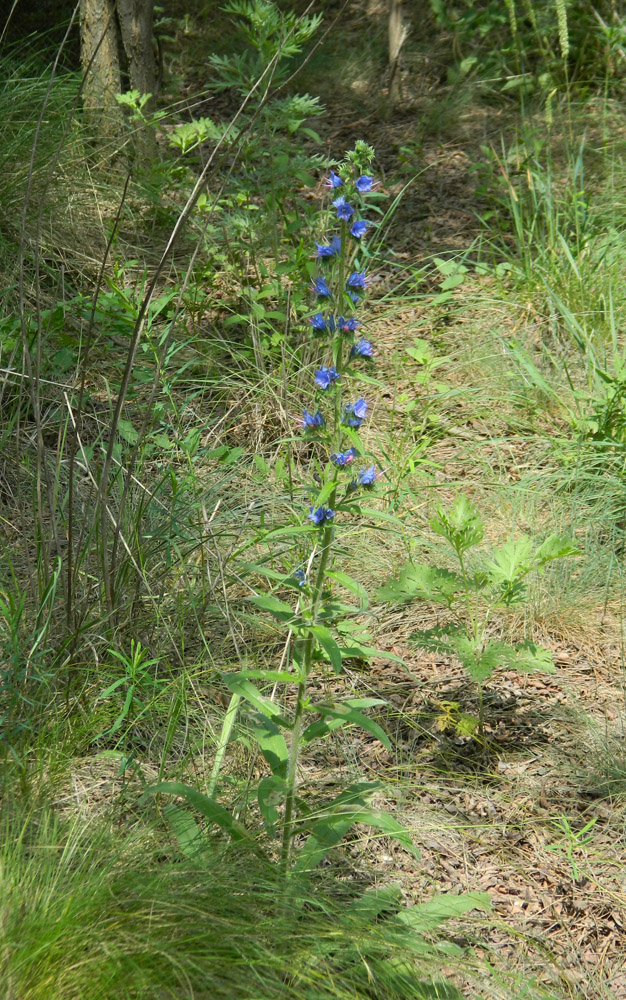Image of Echium vulgare specimen.